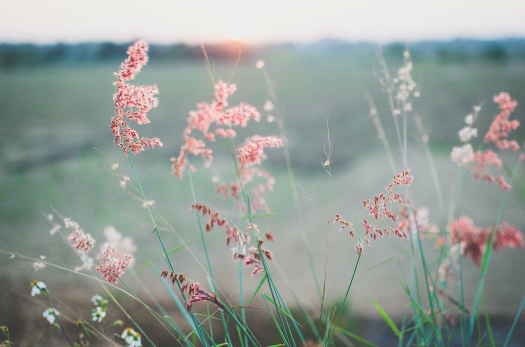An image of pink flowers in a green meadow. Calming and supportive. Sava Wellness, Comfort from Chronic Illness.
